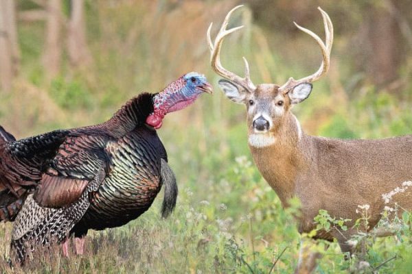 Deer-Turkey-Main